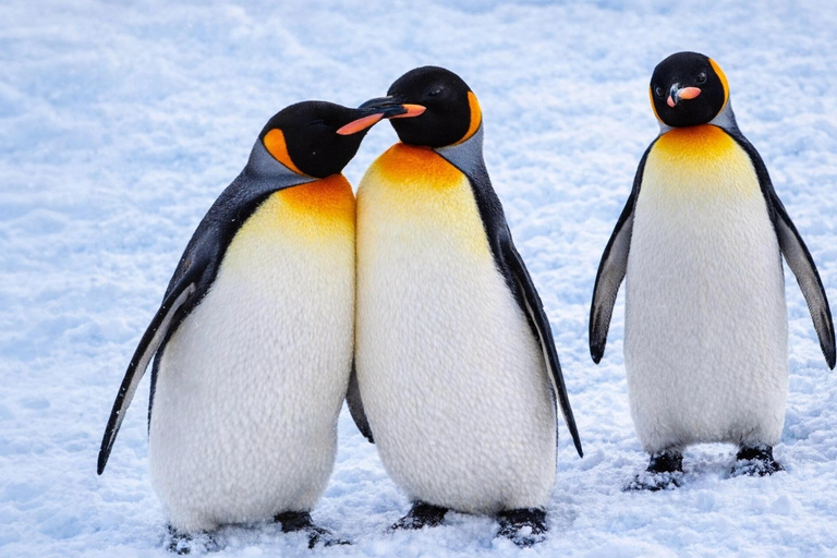 Sapporo 2-Month Special:Asahiyama Zoo & Snowy Landmarks Tour 8:10 am meet at JR Sapporo Station North exit