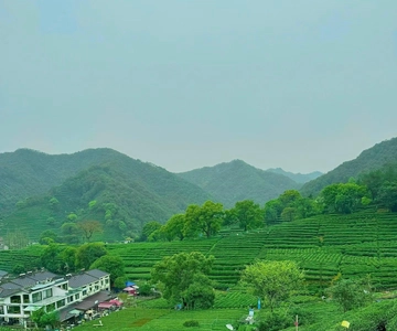 Hangzhou: Tea, Bamboo, and River Breeze Day Trip
