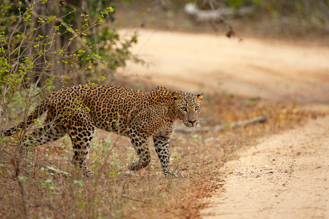 Fauna salvaje de Sri Lanka: tour de lujo de 10 días con todo incluido