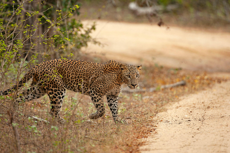 Fauna salvaje de Sri Lanka: tour de lujo de 10 días con todo incluido