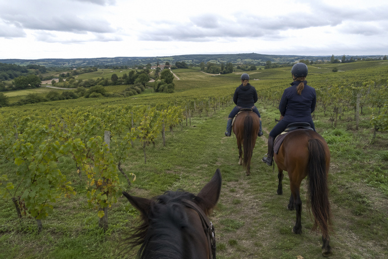 Bordeaux: Private Horse Ride in the Vineyards