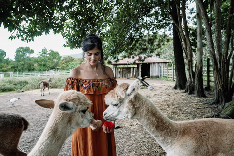 Morning with Horses, Alpacas, Turtles & Breakfast