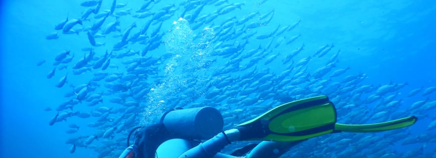 Îles Las Catalinas : découverte de la plongée sous-marine