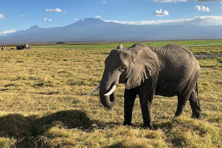 Tour di un giorno del Parco Nazionale di Amboseli e visita al villaggio Maasai