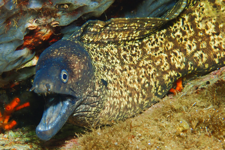 Sardinien - La Maddalena: Taucherlebnis entdeckenLa Maddalena: Taucherlebnis entdecken