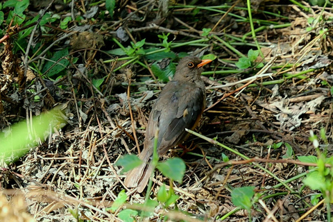From Nairobi: Ondiri Wetland Guided Walking Tour