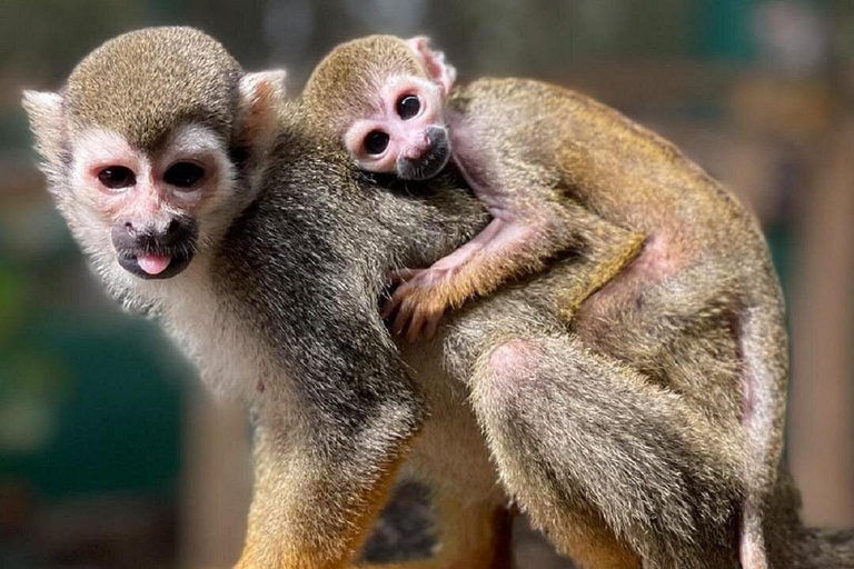 Puerto Plata: Monkeys, City Tour & Local Tastings