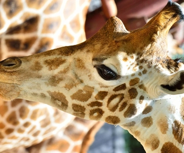 Nairobi: Karen Blixen, Girafas, Contas de Kobe e Torre KICC