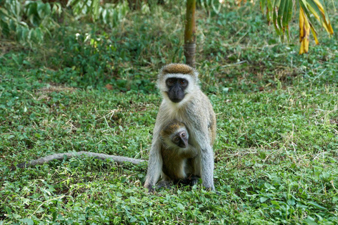 5 Days Gorilla Trek Chimpanzee Bwindi Lake Bunyonyi Entebbe