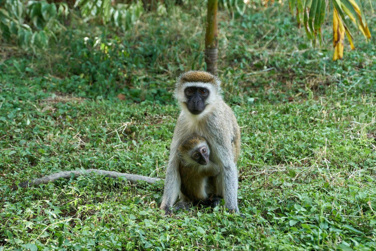 5 Days Gorilla Trek Chimpanzee Bwindi Lake Bunyonyi Entebbe