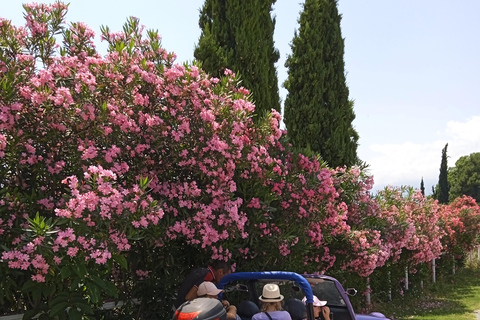 Buggy Safari &quot; Scoprire l&#039;Olimpo &quot; di Classic Buggy Rentals