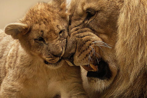 Half-Day Game Drive in Nairobi National Park With Pickup