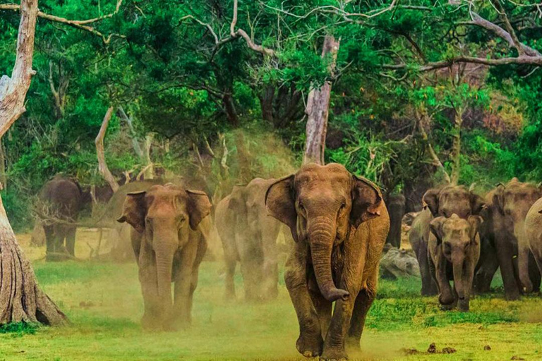 Wilpattu National Park Private Safari Jeep Tour Tour Starting Colombo/Negombo/Kandy Area