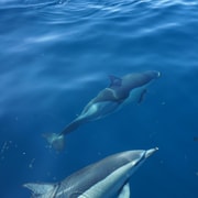 Faro: Dolphin & Wildlife Ocean Safari