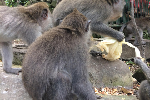 Ubud: Foresta di scimmie, terrazze di riso e cascateUbud: Foresta di scimmie, terrazza di riso e cascata