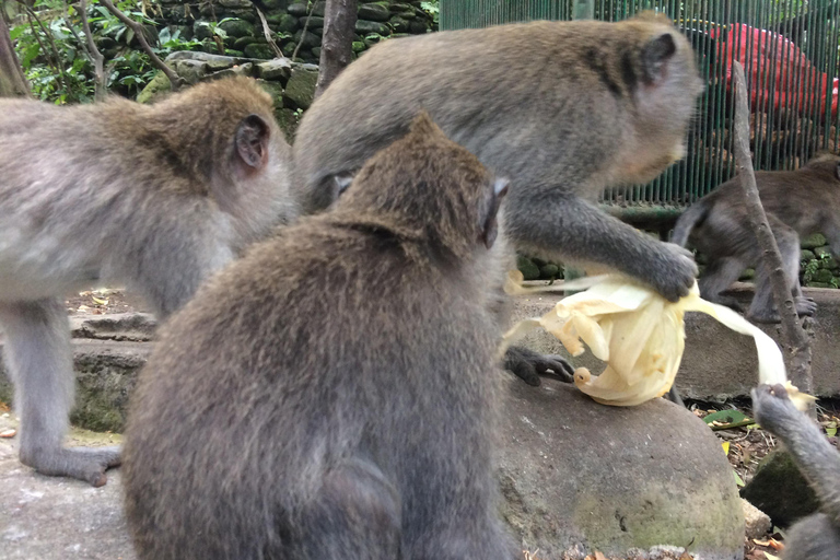 Ubud: Foresta di scimmie, terrazze di riso e cascateUbud: Foresta di scimmie, terrazza di riso e cascata