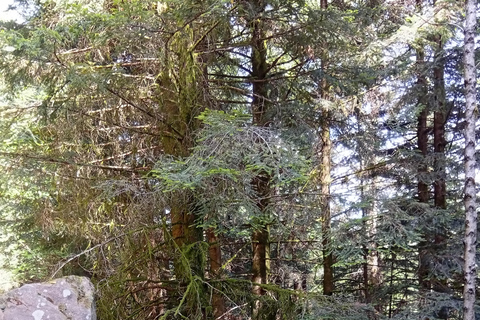 Luvigny: an unusual getaway with donkeys and goats