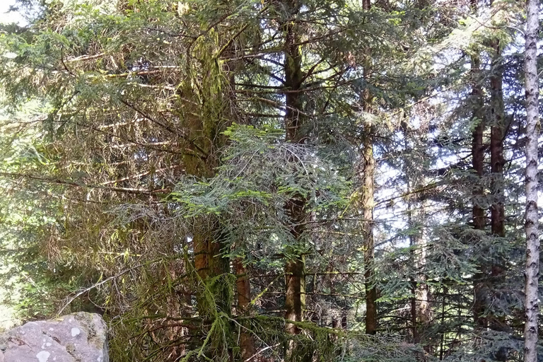 Luvigny: an unusual getaway with donkeys and goats