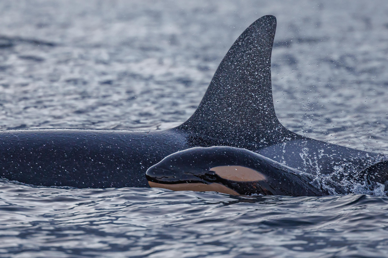 From Skjervøy: Whale Watching in a Heated Cabin Cruiser