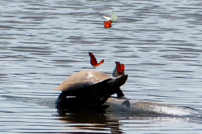 From Puerto Maldonado: Chuncho Macaw Clay Lick Day Tour