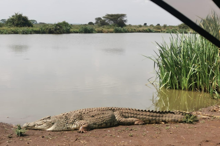Nairobi: National Park Tour Experience