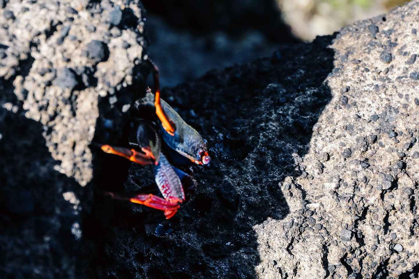 Vila Franca Islet: Biologist Guided Eco Boat Tour