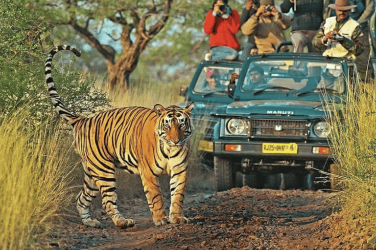 From Delhi: 4-Day Agra, Ranthambore & Jaipur Guided Tour Tour with 4-Star Accommodation