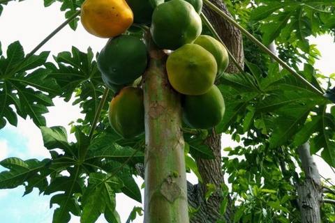 Zanzibar: Privat kryddodlingstur med lokal guide.Det här alternativet inkluderar upphämtning från hotell i Stone Town.