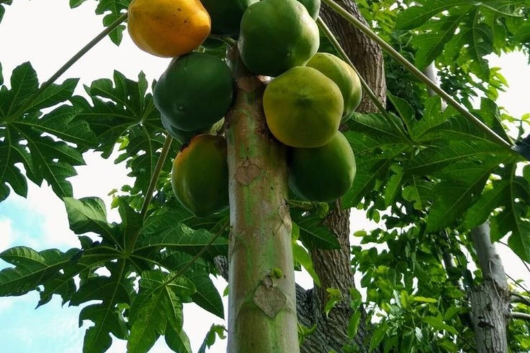 Zanzibar: Privat kryddodlingstur med lokal guide.Det här alternativet inkluderar upphämtning från hotell i Stone Town.