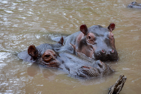 Recorrido de 7 días por Ruanda y Uganda: Senderismo y Vida Salvaje con Primates