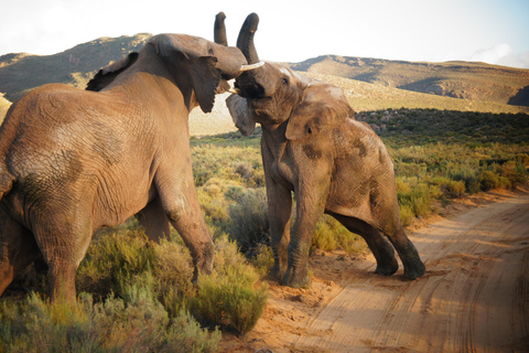 Big Five Safari en Breede River Valley begeleide dagtrip