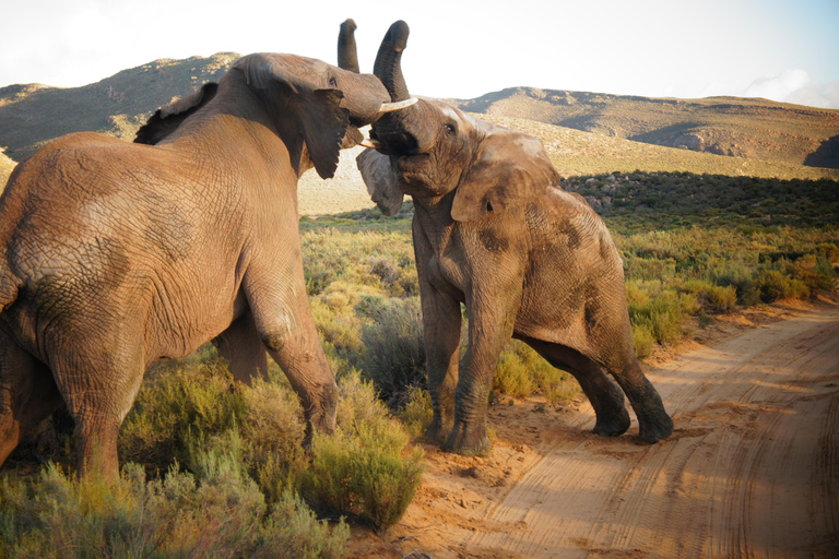 Safari dos Big Five e viagem de 1 dia com guia ao Vale do Rio Breede