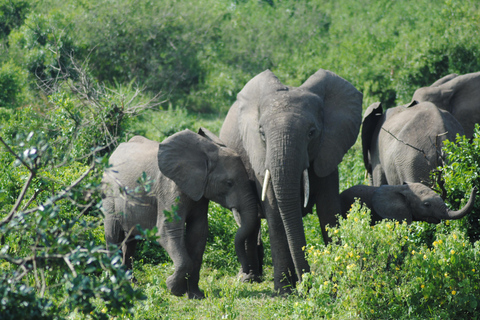 7 Day Rwanda Uganda Culture and Primate Safari Adventure