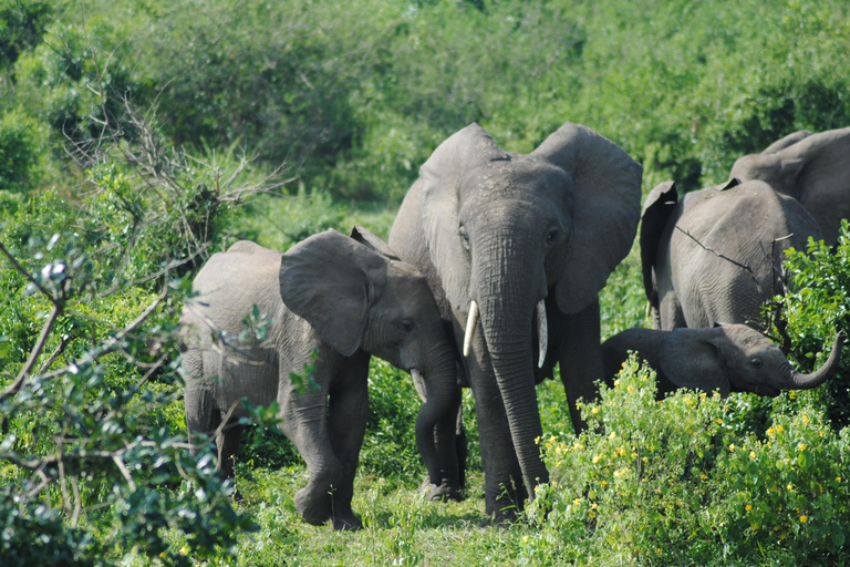 7 Day Rwanda Uganda Culture and Primate Safari Adventure