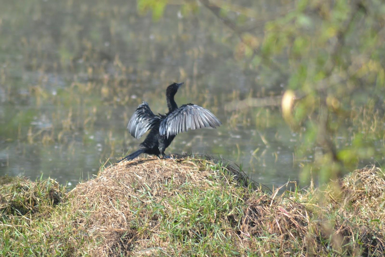 Depuis New Delhi : Visite de jour du parc national de Sultanpur en voiture