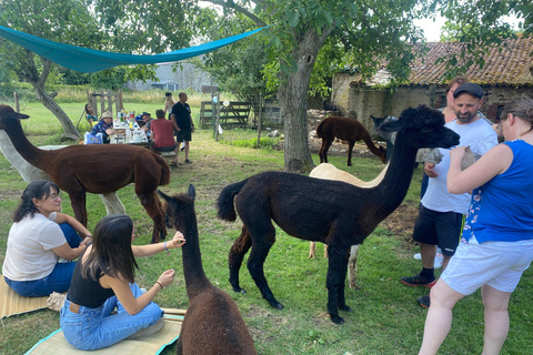 Privat: Ab Cusco |Spaziergang mit Alpakas und Lamas &amp; Picknick |