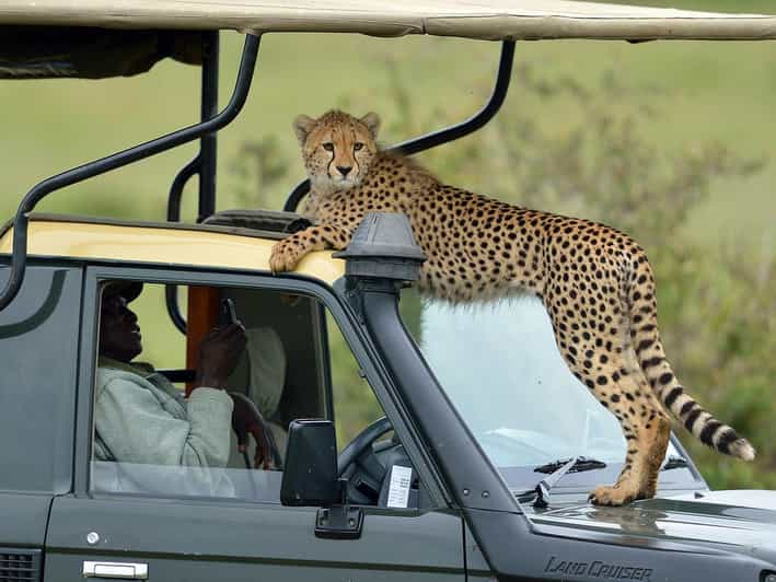 Safari De D As Por Lo Mejor De La Fauna De Kenia En Un X Land