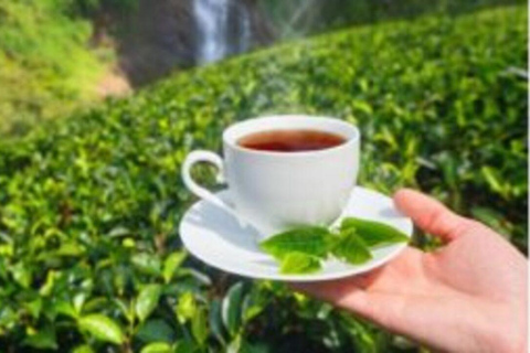 Kericho: Tea Plantation Tour with Tasting and Pickup