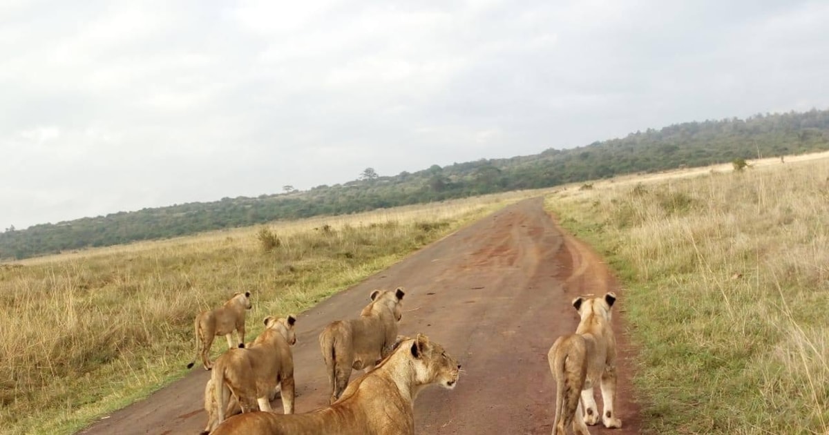 6 Days Wildlife Safari Masai Mara Lakes Nakuru And Naivasha GetYourGuide