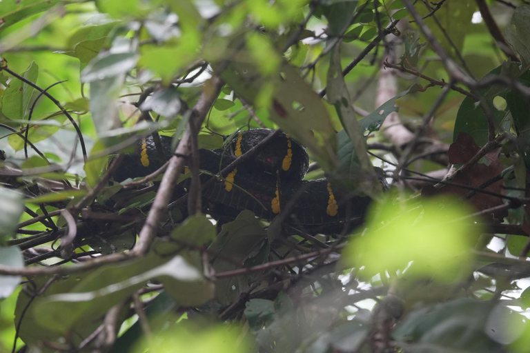 Khaolak: Little Amazon and Wat Khongkha Phimuk (Half Day)