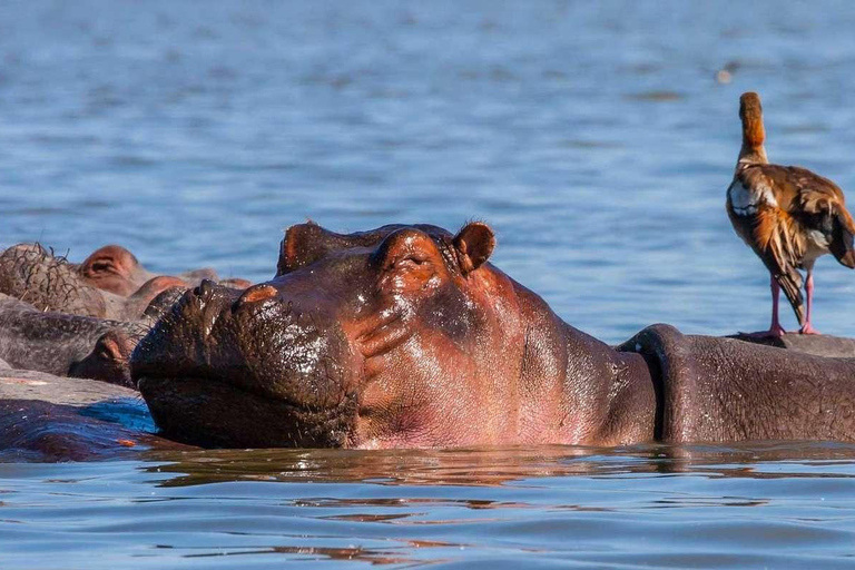 Tour de 3 dias e 2 noturnos pelo Parque Nacional Amboseli