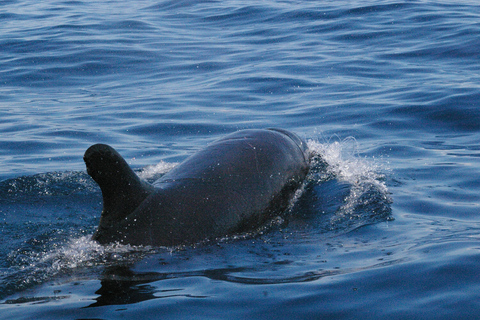 Excursion en catamaran à la recherche d&#039;iguanes et plongée en apnée