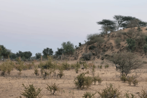 Half-Day Desert Walking Tour in Jodhpur Rajasthan With Sumer