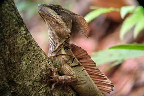مانويل أنطونيو: جولة بالقارب بين أشجار المانغروف لمشاهدة الحيوانات