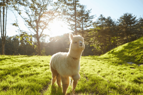 Van Seoul: Alpaca boerderij met railbike/rodelbaanRailbike Groepstour, verzamelen bij Dongdaemun (DDP)