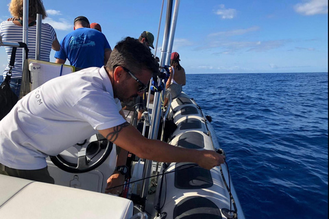 Tenerife: Tour en barco para avistar ballenas con un biólogo marino