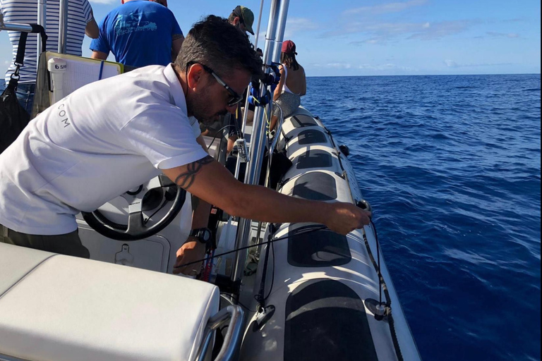 Tenerife: Tour en barco para avistar ballenas con un biólogo marino