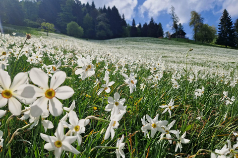 Montreux: May Snow Narcissus Bloom Guided Hike