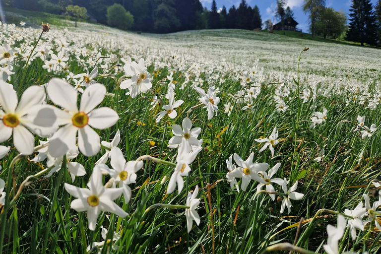 Montreux: May Snow Narcissus Bloom Guided Hike