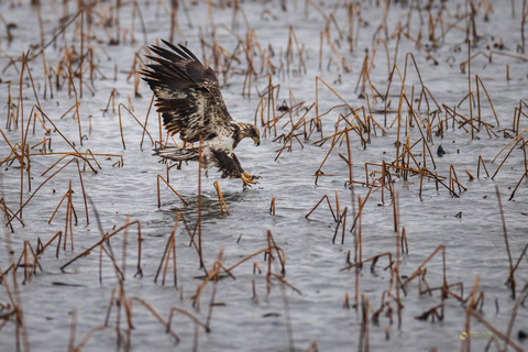 سانت جوزيف: جولة تصوير طيور النسر المائية في ميسوري
